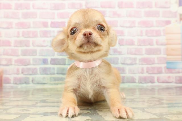 北海道のチワワ(ロング) (Coo&RIKU札幌西店/2025年9月7日生まれ/女の子/チョコレートフォーン)の子犬の1枚目の画像