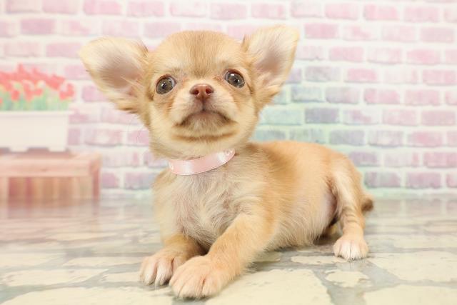 北海道のチワワ(ロング) (Coo&RIKU札幌西店/2025年9月7日生まれ/女の子/チョコレートフォーン)の子犬の2枚目の画像