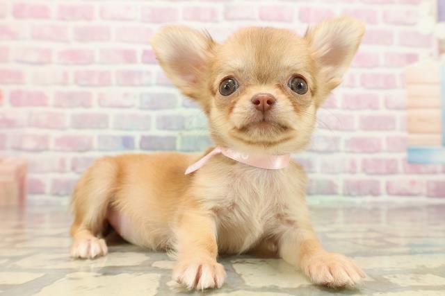 北海道のチワワ(ロング) (Coo&RIKU札幌西店/2025年9月7日生まれ/女の子/チョコレートフォーン)の子犬の3枚目の画像