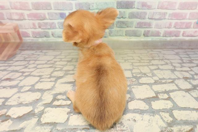 北海道のチワワ(ロング) (Coo&RIKU札幌西店/2025年9月7日生まれ/女の子/チョコレートフォーン)の子犬の4枚目の画像