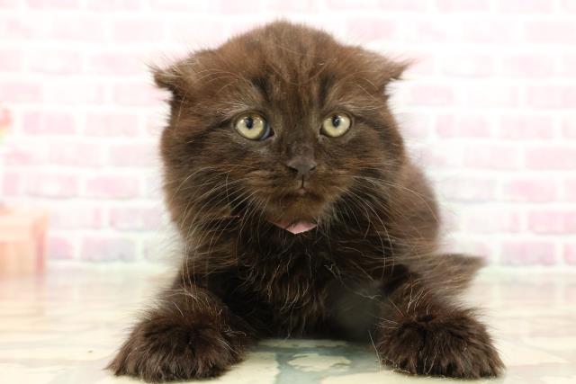 北海道のスコティッシュフォールド (Coo&RIKU札幌東店/2025年9月13日生まれ/女の子/ブラック)の子猫の1枚目の画像