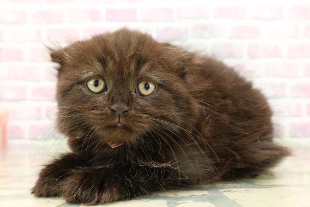 北海道のスコティッシュフォールド (Coo&RIKU札幌東店/2025年9月13日生まれ/女の子/ブラック)の子猫の2枚目の画像