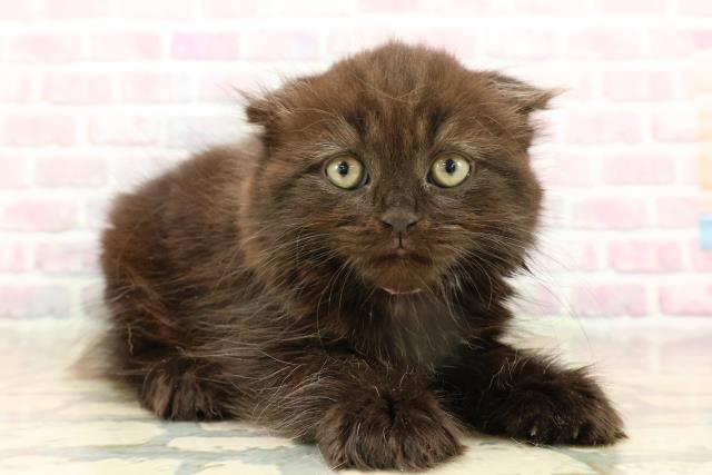 北海道のスコティッシュフォールド (Coo&RIKU札幌東店/2025年9月13日生まれ/女の子/ブラック)の子猫の3枚目の画像