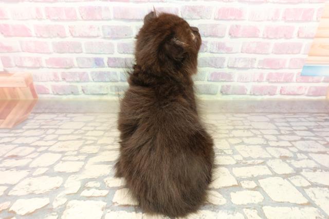 北海道のスコティッシュフォールド (Coo&RIKU札幌東店/2025年9月13日生まれ/女の子/ブラック)の子猫の4枚目の画像