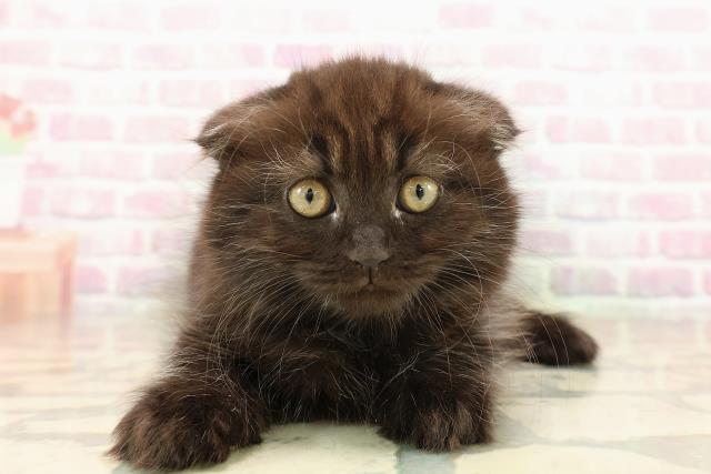 山形県のスコティッシュフォールド (Coo&RIKU山形店/2025年9月13日生まれ/女の子/ブラック)の子猫