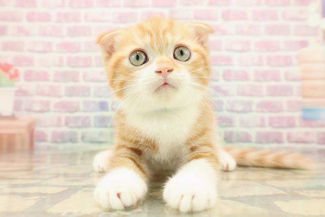 長野県のスコティッシュフォールド (Coo&RIKU長野店/2025年9月13日生まれ/男の子/レッドタビーホワイト)の子猫の1枚目の画像