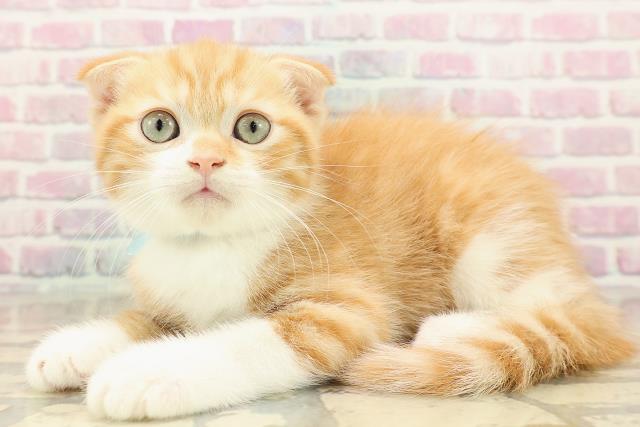 長野県のスコティッシュフォールド (Coo&RIKU長野店/2025年9月13日生まれ/男の子/レッドタビーホワイト)の子猫の2枚目の画像