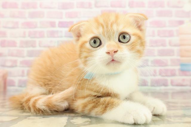 長野県のスコティッシュフォールド (Coo&RIKU長野店/2025年9月13日生まれ/男の子/レッドタビーホワイト)の子猫の3枚目の画像