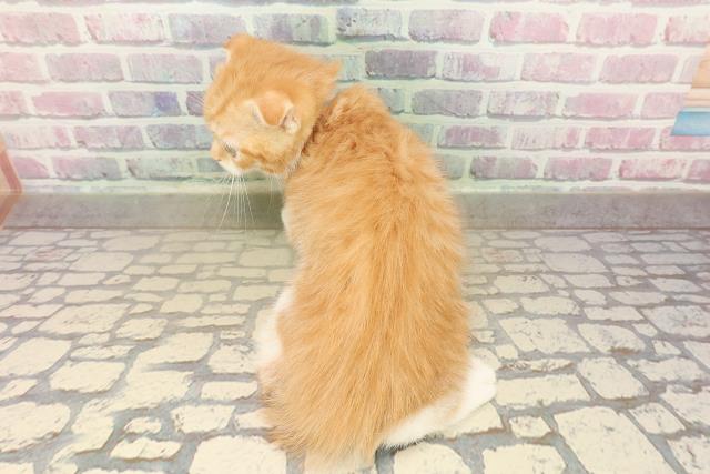 長野県のスコティッシュフォールド (Coo&RIKU長野店/2025年9月13日生まれ/男の子/レッドタビーホワイト)の子猫の4枚目の画像