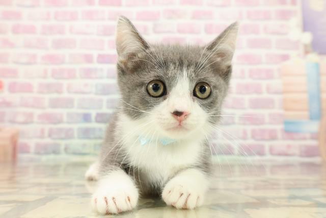 長野県のマンチカン (Coo&RIKU長野店/2025年9月6日生まれ/男の子/ブルーホワイト)の子猫の1枚目の画像