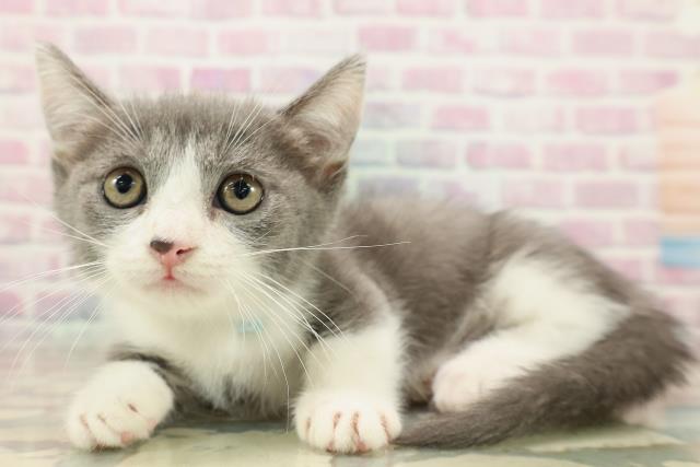 長野県のマンチカン (Coo&RIKU長野店/2025年9月6日生まれ/男の子/ブルーホワイト)の子猫の2枚目の画像