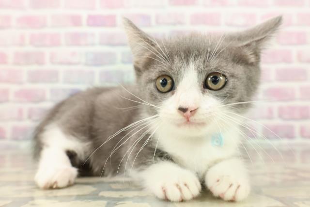 長野県のマンチカン (Coo&RIKU長野店/2025年9月6日生まれ/男の子/ブルーホワイト)の子猫の3枚目の画像