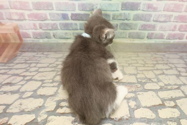 長野県のマンチカン (Coo&RIKU長野店/2025年9月6日生まれ/男の子/ブルーホワイト)の子猫の4枚目の画像