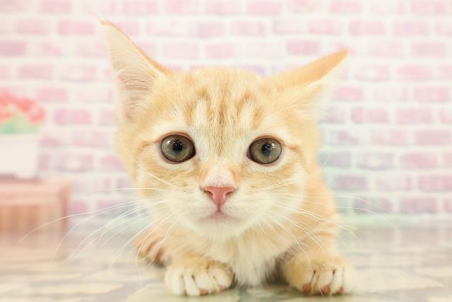 長野県のマンチカン (Coo&RIKU松本店/2025年9月14日生まれ/男の子/レッドタビー)の子猫の1枚目の画像