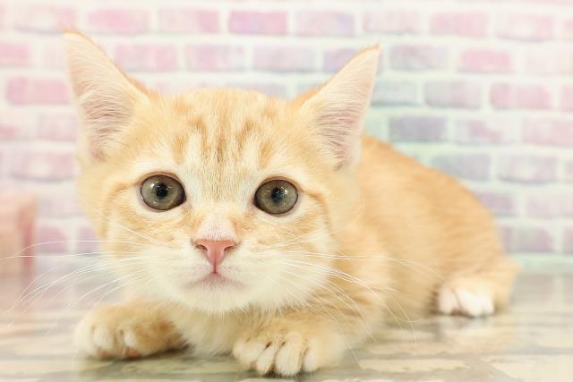 長野県のマンチカン (Coo&RIKU松本店/2025年9月14日生まれ/男の子/レッドタビー)の子猫の2枚目の画像