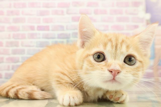 長野県のマンチカン (Coo&RIKU松本店/2025年9月14日生まれ/男の子/レッドタビー)の子猫の3枚目の画像