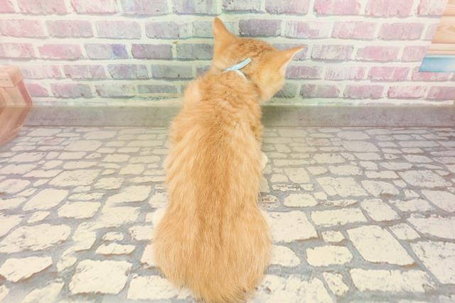 長野県のマンチカン (Coo&RIKU松本店/2025年9月14日生まれ/男の子/レッドタビー)の子猫の4枚目の画像