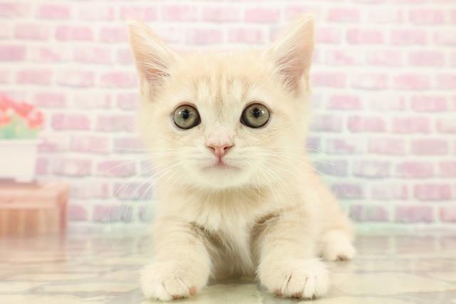 茨城県のマンチカン (Coo&RIKU水戸店/2025年9月14日生まれ/男の子/クリームタビー)の子猫の1枚目の画像