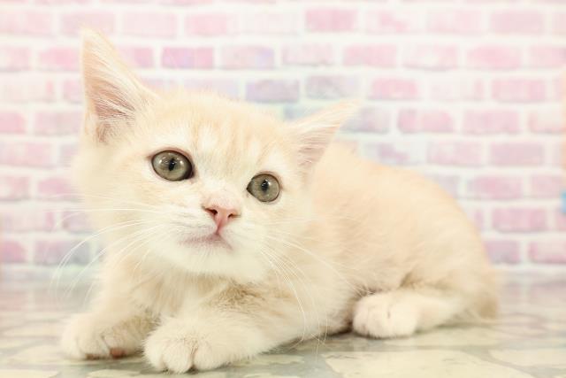 茨城県のマンチカン (Coo&RIKU水戸店/2025年9月14日生まれ/男の子/クリームタビー)の子猫の2枚目の画像