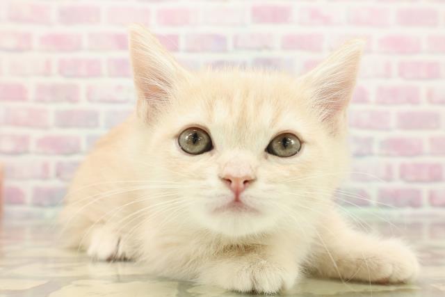 茨城県のマンチカン (Coo&RIKU水戸店/2025年9月14日生まれ/男の子/クリームタビー)の子猫の3枚目の画像