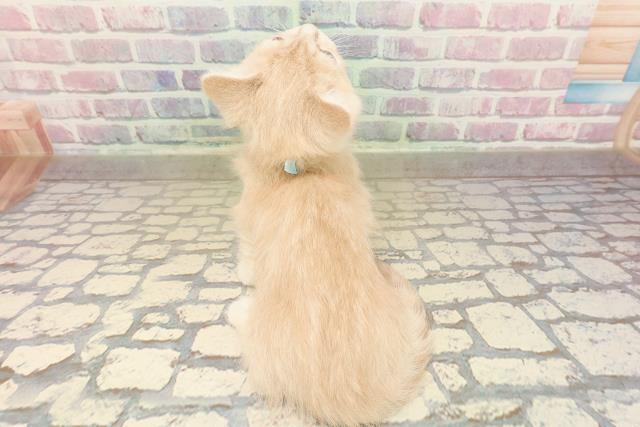 茨城県のマンチカン (Coo&RIKU水戸店/2025年9月14日生まれ/男の子/クリームタビー)の子猫の4枚目の画像