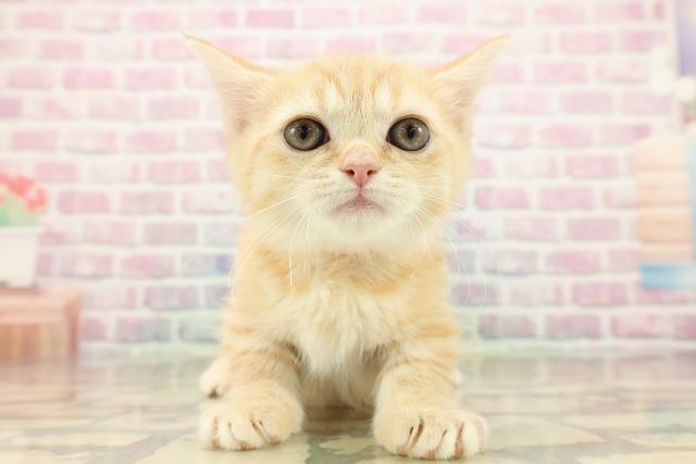 東京都のマンチカン (Coo&RIKU武蔵小山店/2025年9月14日生まれ/女の子/レッドタビー)の子猫の1枚目の画像