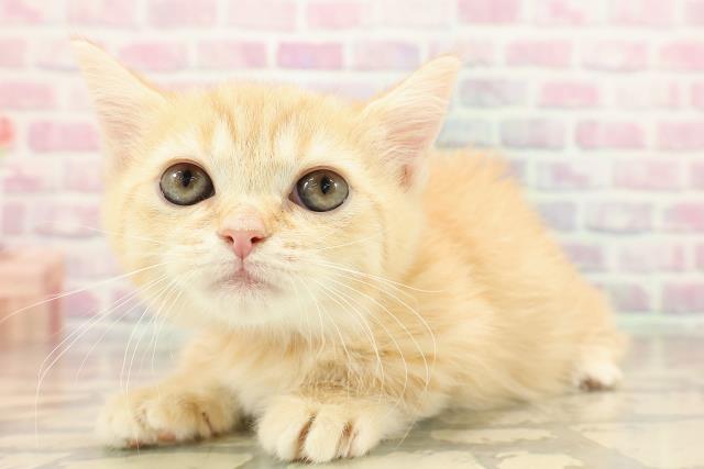 東京都のマンチカン (Coo&RIKU武蔵小山店/2025年9月14日生まれ/女の子/レッドタビー)の子猫の2枚目の画像