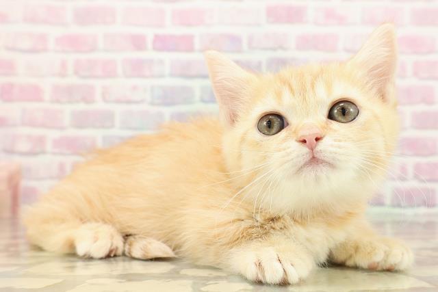 東京都のマンチカン (Coo&RIKU武蔵小山店/2025年9月14日生まれ/女の子/レッドタビー)の子猫の3枚目の画像