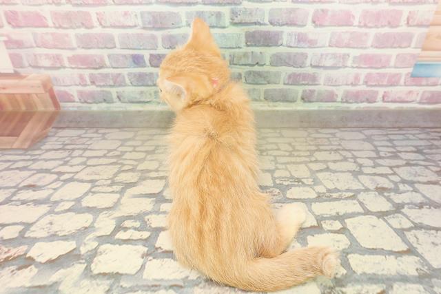 東京都のマンチカン (Coo&RIKU武蔵小山店/2025年9月14日生まれ/女の子/レッドタビー)の子猫の4枚目の画像