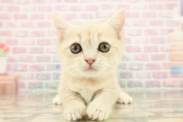 東京都のマンチカン (Coo&RIKU浅草店/2025年9月14日生まれ/女の子/クリームタビー)の子猫の1枚目の画像