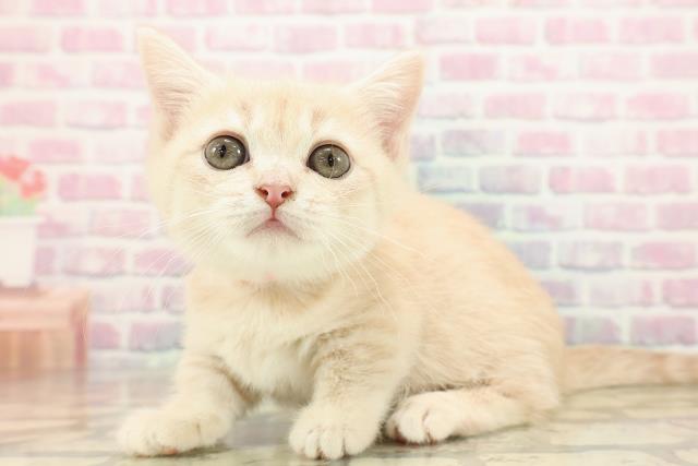 東京都のマンチカン (Coo&RIKU浅草店/2025年9月14日生まれ/女の子/クリームタビー)の子猫の2枚目の画像