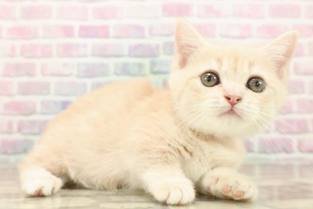 東京都のマンチカン (Coo&RIKU浅草店/2025年9月14日生まれ/女の子/クリームタビー)の子猫の3枚目の画像