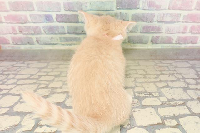 東京都のマンチカン (Coo&RIKU浅草店/2025年9月14日生まれ/女の子/クリームタビー)の子猫の4枚目の画像