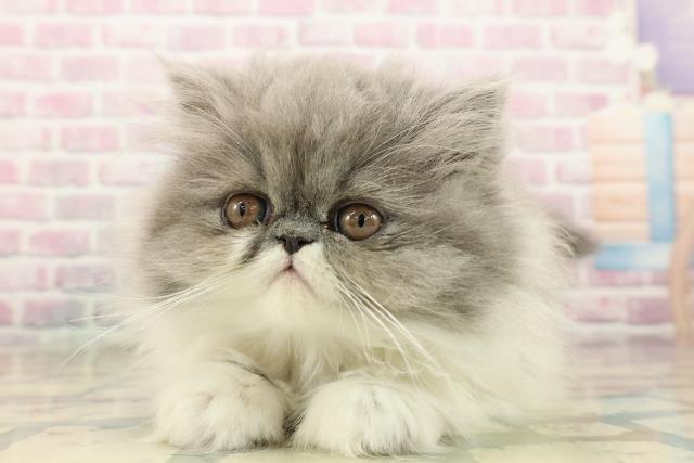 東京都のエキゾチックロングヘアー (Coo&RIKU中野サンモール店/2025年9月14日生まれ/女の子/ブルーホワイト)の子猫の1枚目の画像