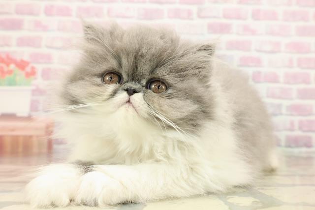 東京都のエキゾチックロングヘアー (Coo&RIKU中野サンモール店/2025年9月14日生まれ/女の子/ブルーホワイト)の子猫の2枚目の画像