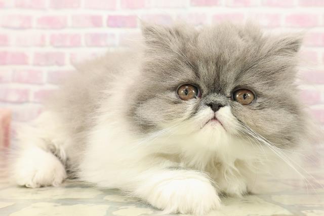 東京都のエキゾチックロングヘアー (Coo&RIKU中野サンモール店/2025年9月14日生まれ/女の子/ブルーホワイト)の子猫の3枚目の画像