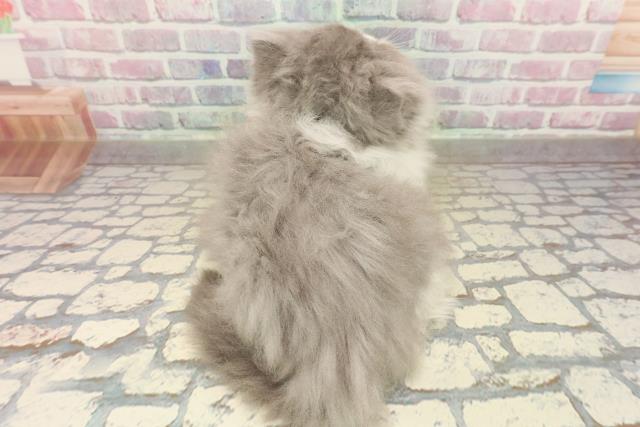 東京都のエキゾチックロングヘアー (Coo&RIKU中野サンモール店/2025年9月14日生まれ/女の子/ブルーホワイト)の子猫の4枚目の画像