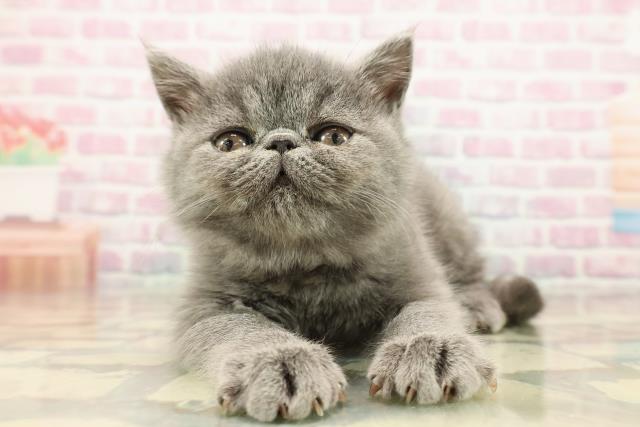 東京都のエキゾチックショートヘアー (Coo&RIKU武蔵小山店/2025年9月14日生まれ/女の子/ブルー)の子猫