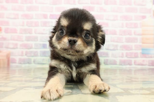 北海道のチワワ(ロング) (Coo&RIKU岩見沢店/2025年9月11日生まれ/男の子/ブラックタン)の子犬の1枚目の画像