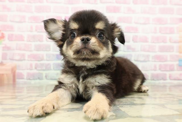 北海道のチワワ(ロング) (Coo&RIKU岩見沢店/2025年9月11日生まれ/男の子/ブラックタン)の子犬の2枚目の画像