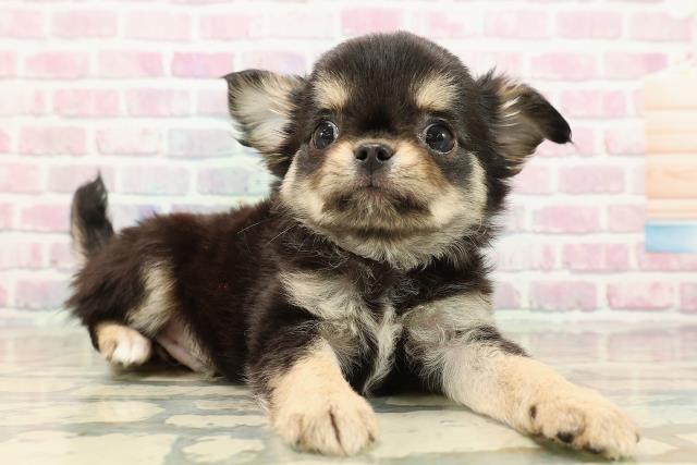 北海道のチワワ(ロング) (Coo&RIKU岩見沢店/2025年9月11日生まれ/男の子/ブラックタン)の子犬の3枚目の画像