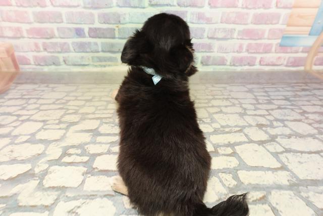 北海道のチワワ(ロング) (Coo&RIKU岩見沢店/2025年9月11日生まれ/男の子/ブラックタン)の子犬の4枚目の画像