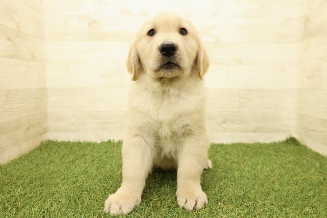 石川県のゴールデンレトリバー (Coo&RIKU金沢店/2025年9月14日生まれ/男の子/ゴールデン)の子犬の1枚目の画像