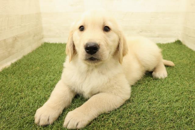石川県のゴールデンレトリバー (Coo&RIKU金沢店/2025年9月14日生まれ/男の子/ゴールデン)の子犬の2枚目の画像