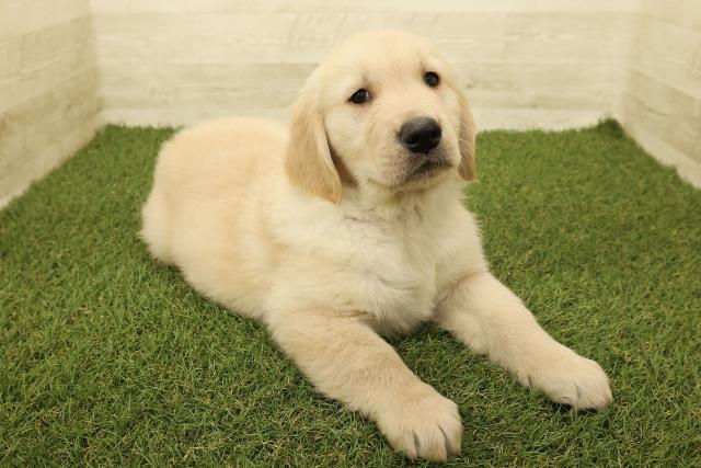 石川県のゴールデンレトリバー (Coo&RIKU金沢店/2025年9月14日生まれ/男の子/ゴールデン)の子犬の3枚目の画像