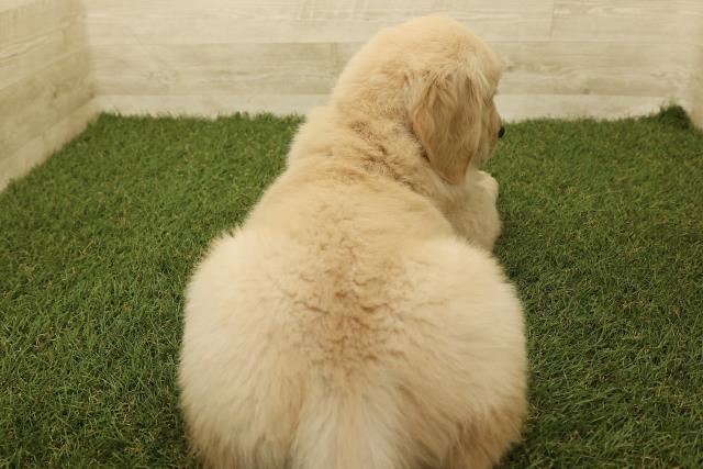 石川県のゴールデンレトリバー (Coo&RIKU金沢店/2025年9月14日生まれ/男の子/ゴールデン)の子犬の4枚目の画像