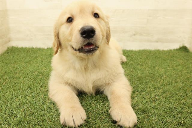 石川県のゴールデンレトリバー (Coo&RIKUイオン野々市南店/2025年9月14日生まれ/男の子/ゴールデン)の子犬の1枚目の画像