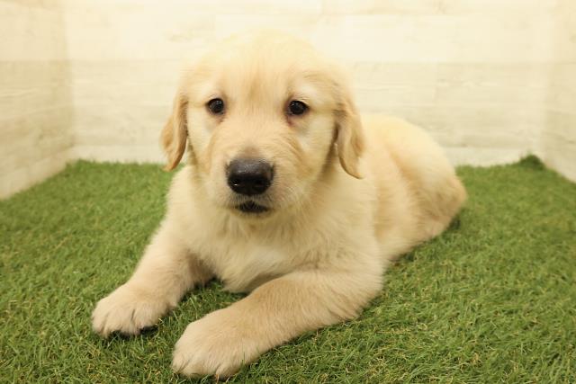 石川県のゴールデンレトリバー (Coo&RIKUイオン野々市南店/2025年9月14日生まれ/男の子/ゴールデン)の子犬の2枚目の画像