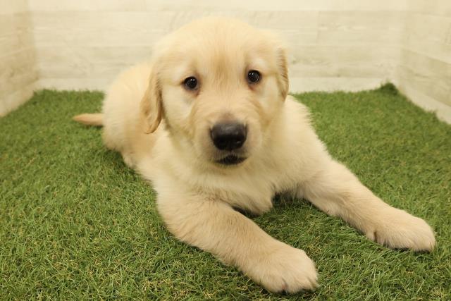 石川県のゴールデンレトリバー (Coo&RIKUイオン野々市南店/2025年9月14日生まれ/男の子/ゴールデン)の子犬の3枚目の画像