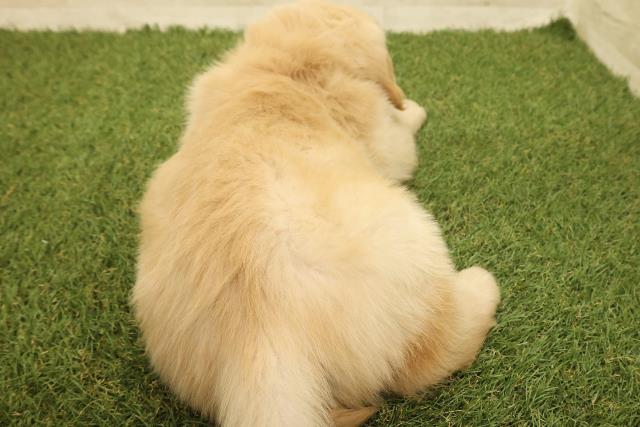 石川県のゴールデンレトリバー (Coo&RIKUイオン野々市南店/2025年9月14日生まれ/男の子/ゴールデン)の子犬の4枚目の画像